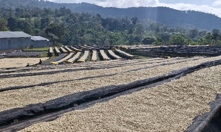 Ethiopia Arsi Meraro