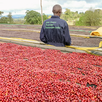 Ethiopia Shakiso Shoondhisa Espresso